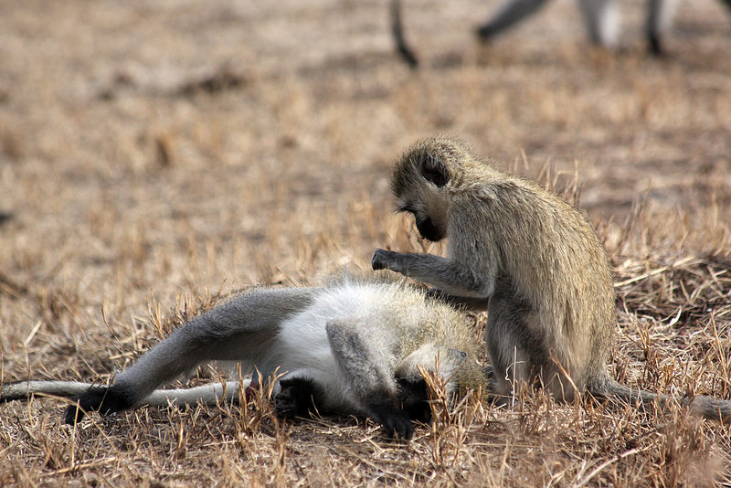 ンゴロンゴロ保全地域の画像9