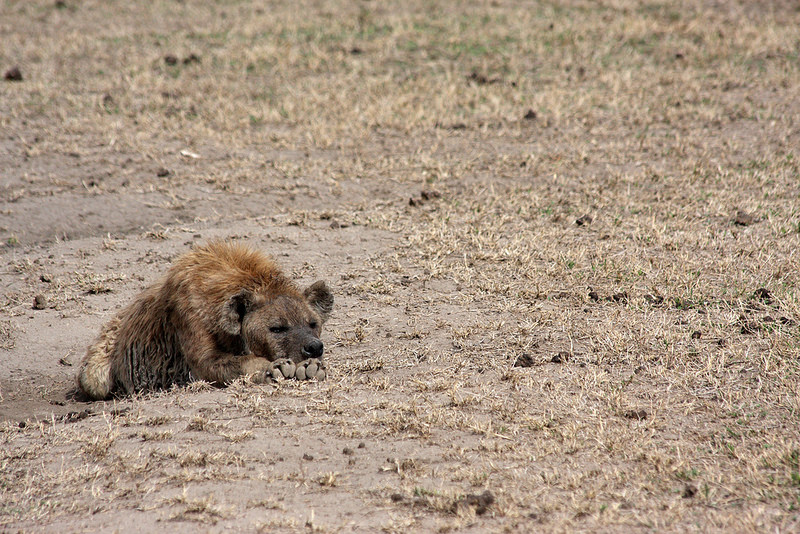 ンゴロンゴロ保全地域の画像13