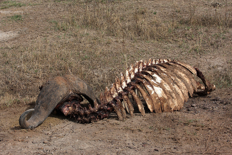 ンゴロンゴロ保全地域の画像14