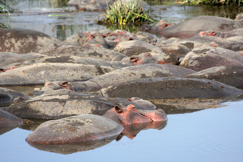 ンゴロンゴロ保全地域の画像15