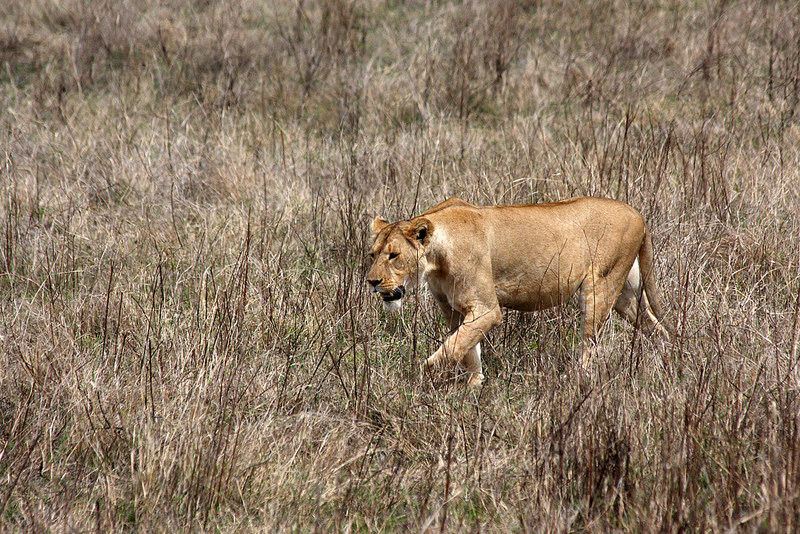 ンゴロンゴロ保全地域の画像16