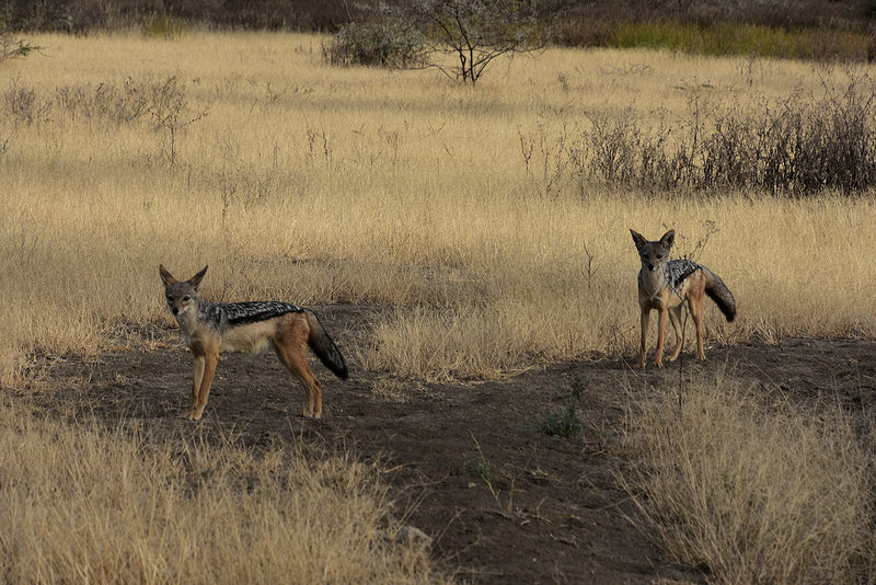 ンゴロンゴロ保全地域の画像21