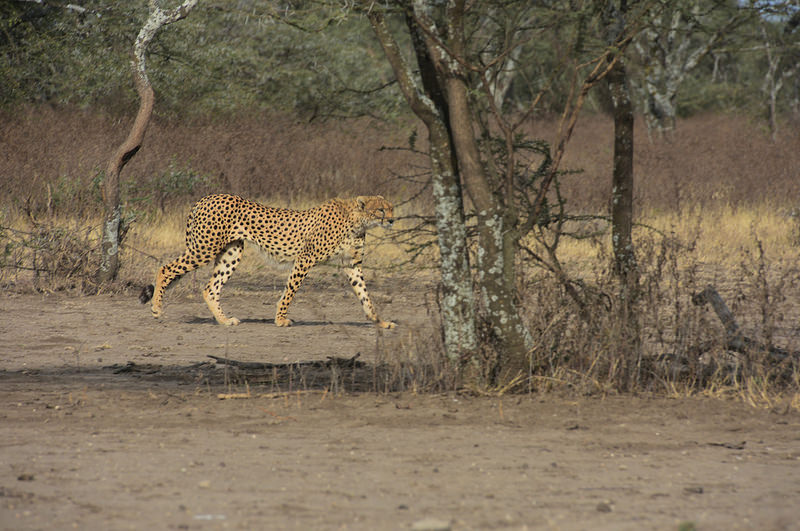 ンゴロンゴロ保全地域の画像24