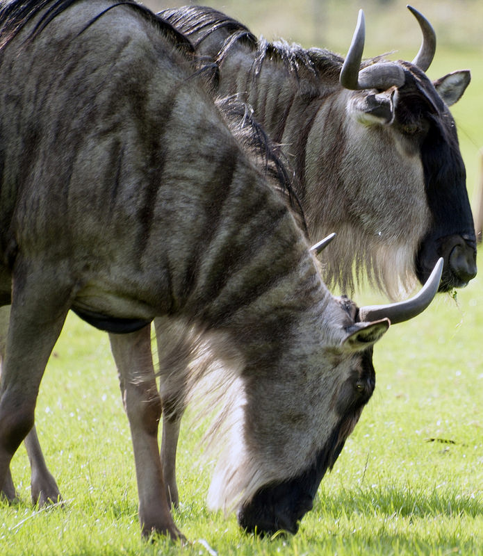 セレンゲティ国立公園の画像21