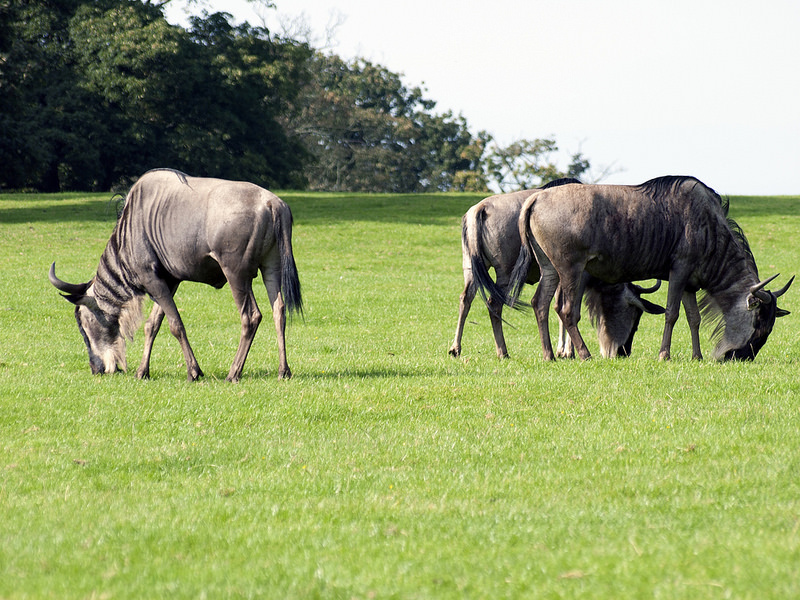 セレンゲティ国立公園の画像22
