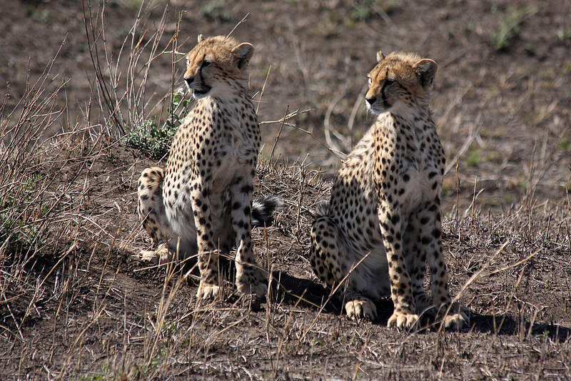 セレンゲティ国立公園の画像23
