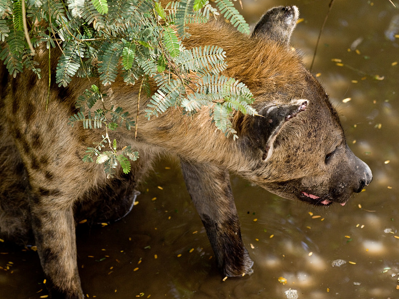 セレンゲティ国立公園の画像24