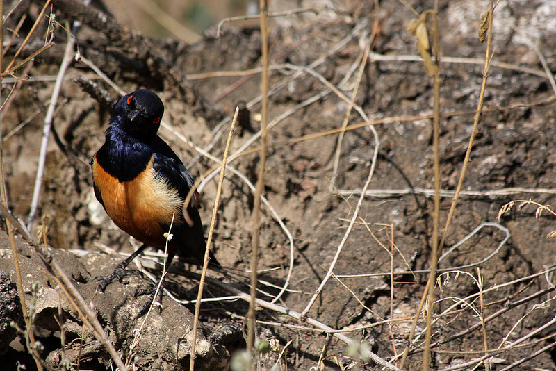 セレンゲティ国立公園の画像26