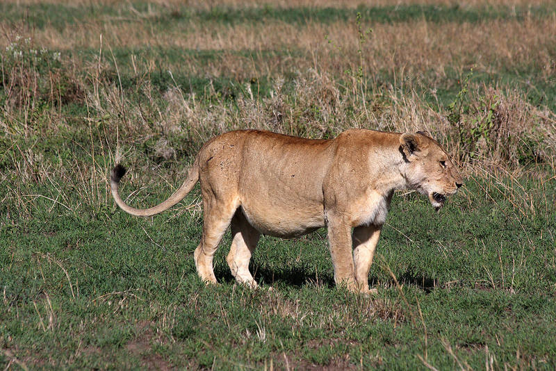 セレンゲティ国立公園の画像27