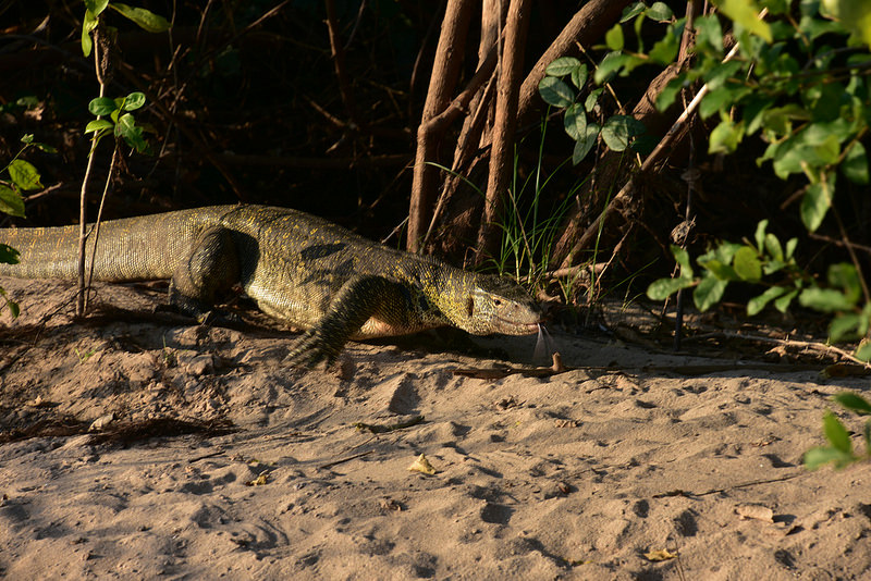 セルー動物保護区の画像1
