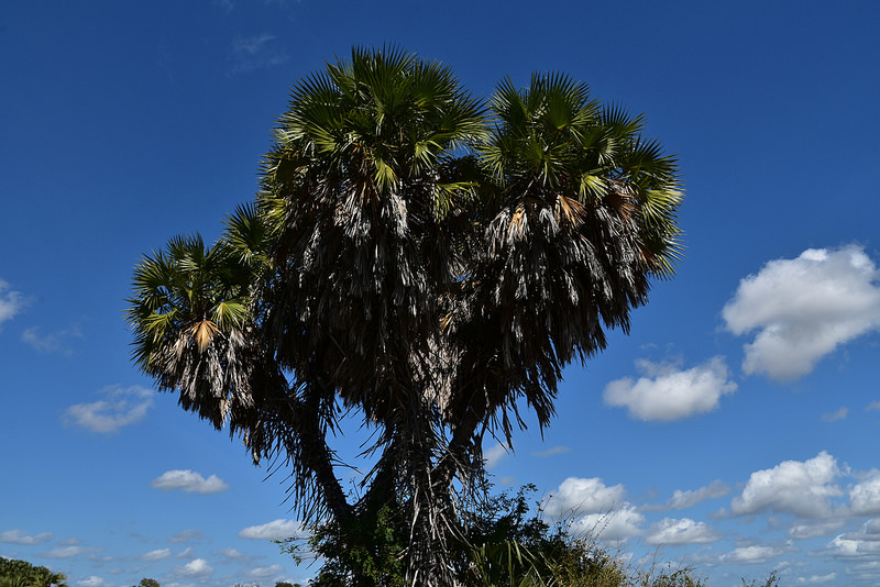 セルー動物保護区の画像5