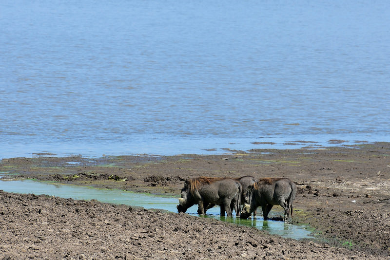 セルー動物保護区の画像17