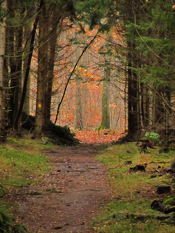 ストア・ディレハーヴェの画像2