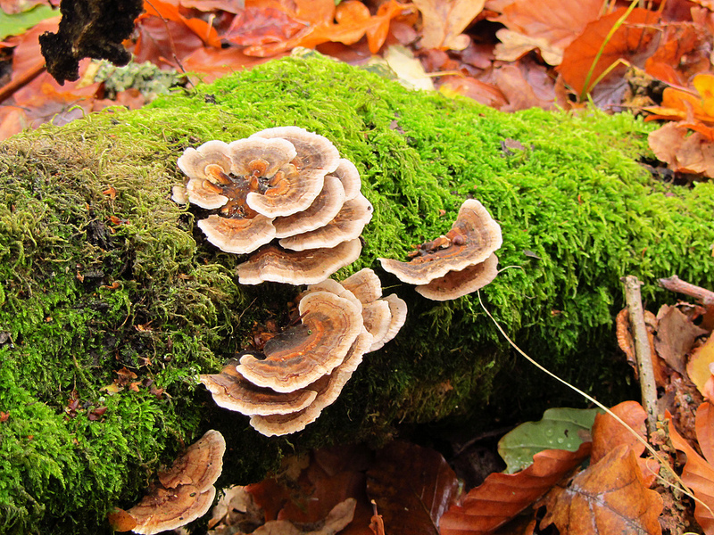 ストア・ディレハーヴェの画像5