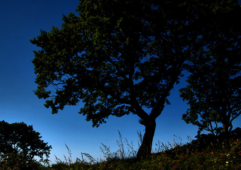 グリブスコウの画像2