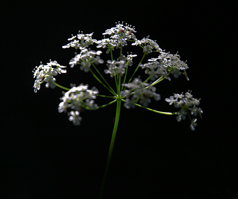 グリブスコウの画像7