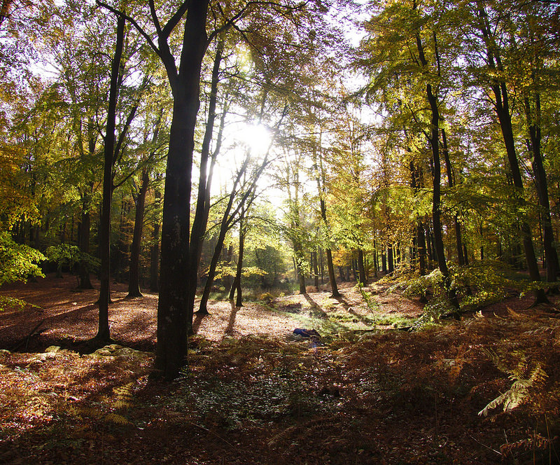 グリブスコウの画像8