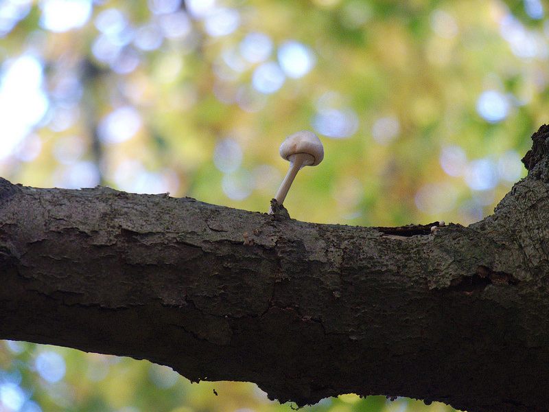 グリブスコウの画像9