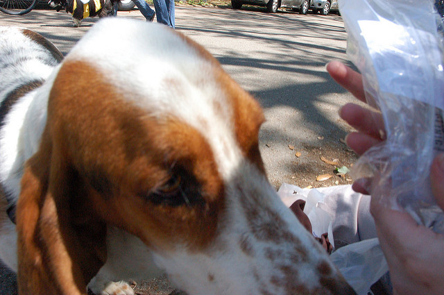 ヴュルツブルクの司教館と庭園群の画像20