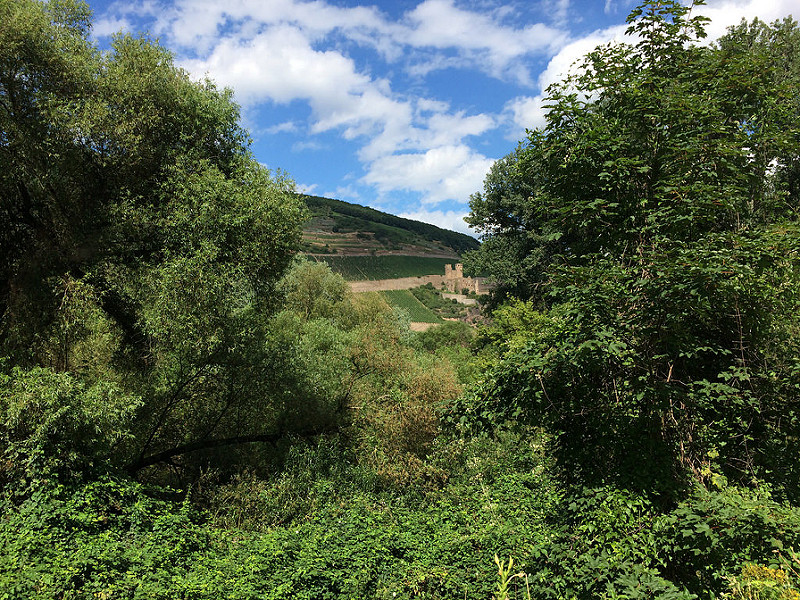 ライン渓谷中流上部の画像13