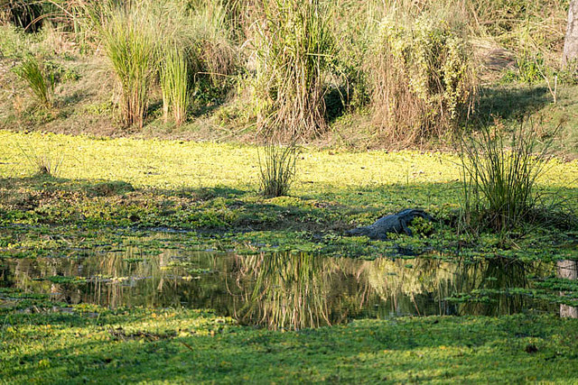 チトワン国立公園の画像18