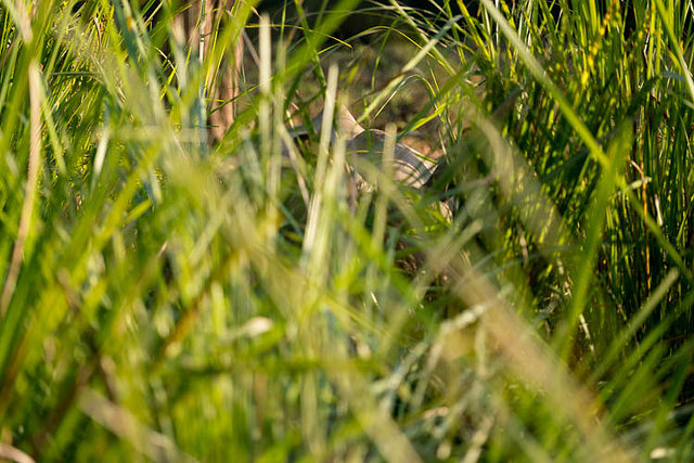 チトワン国立公園の画像19