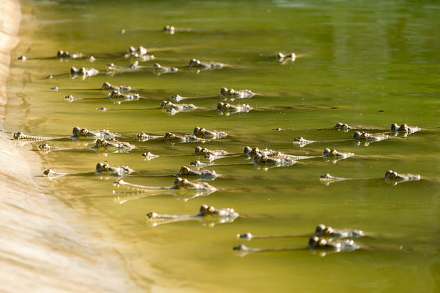 チトワン国立公園の画像21