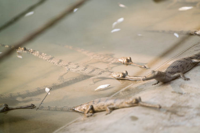 チトワン国立公園の画像22