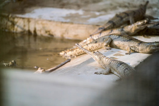 チトワン国立公園の画像23