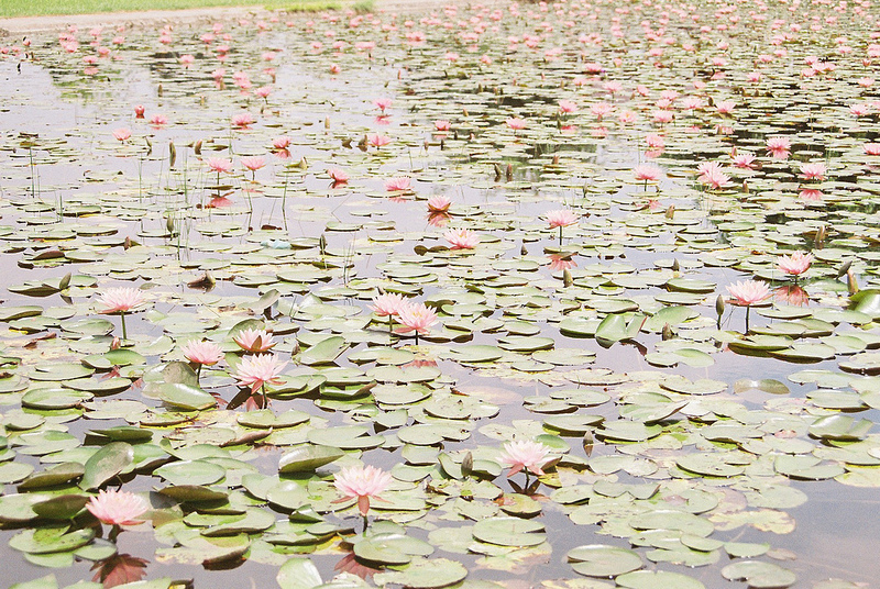 仏陀の生誕地ルンビニの画像8