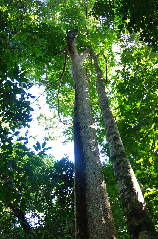 プエルト・プリンセサ地下河川国立公園の画像13
