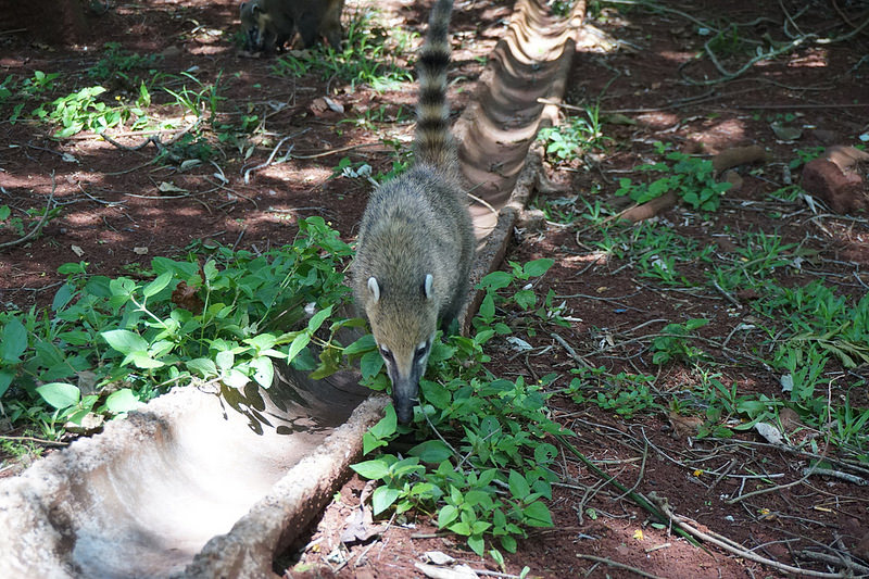 イグアス国立公園の画像3