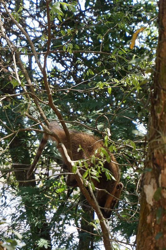 イグアス国立公園の画像5
