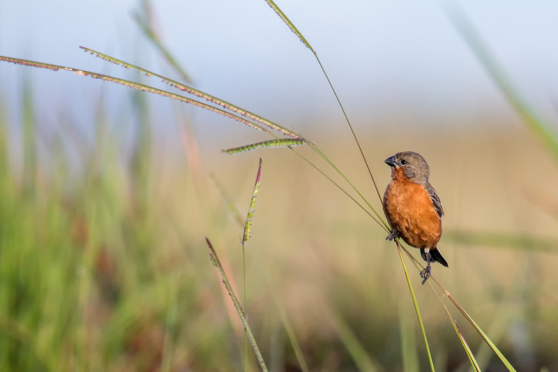 カナイマ国立公園の画像5