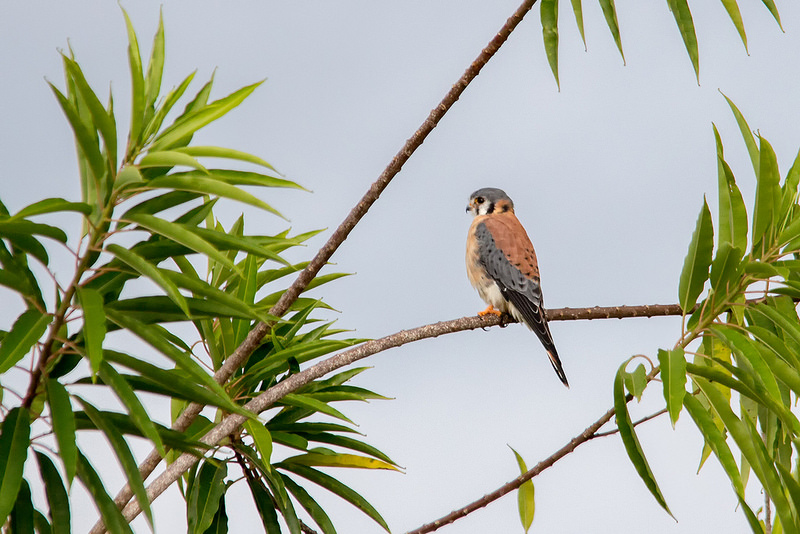 カナイマ国立公園の画像7