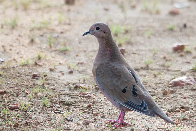 カナイマ国立公園の画像8