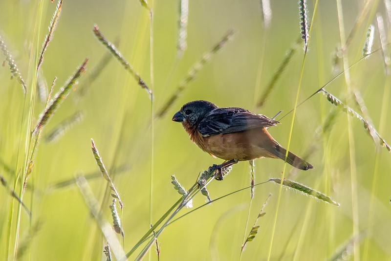 カナイマ国立公園の画像12