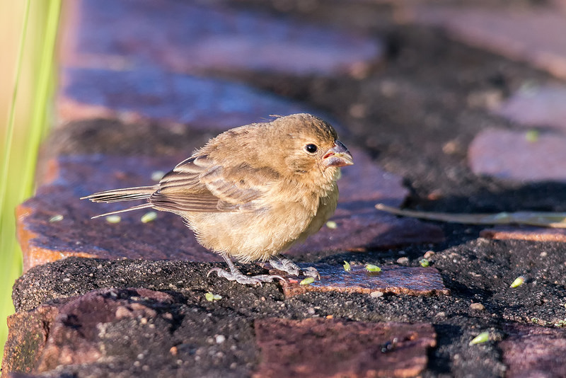 カナイマ国立公園の画像13