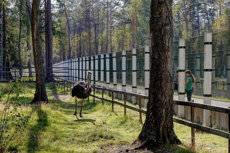 ビャウォヴィエジャの森の画像9