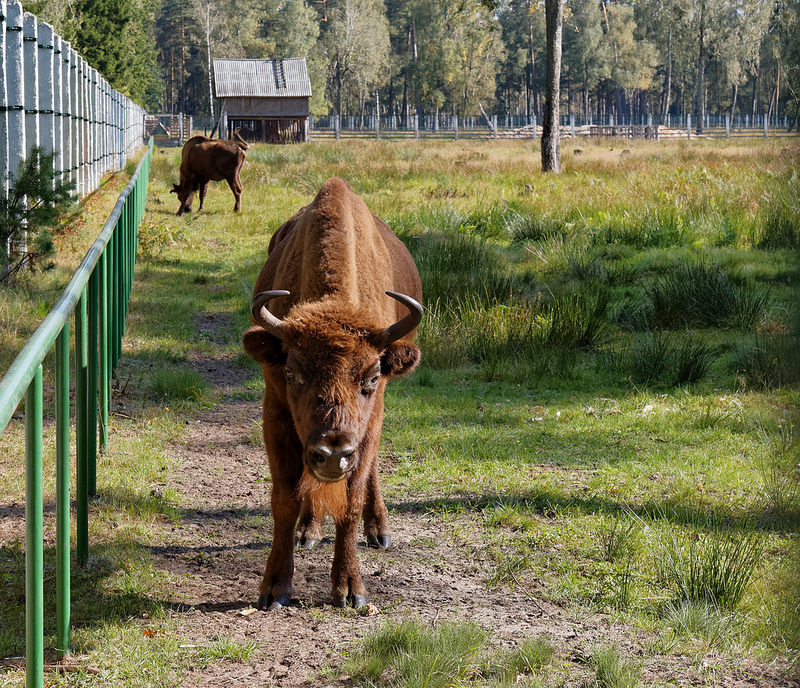 ビャウォヴィエジャの森の画像12