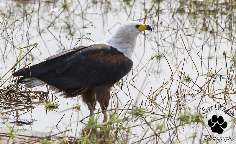マラウイ湖国立公園の画像2