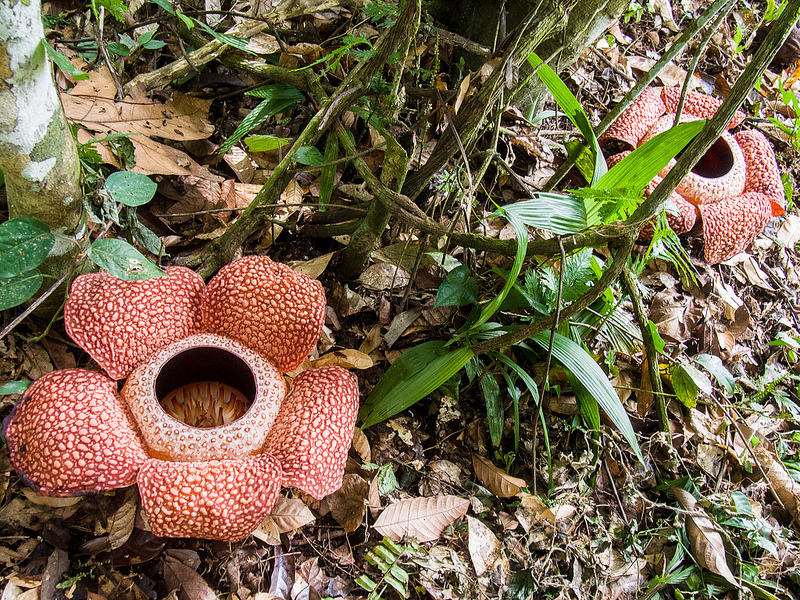 キナバル自然公園の画像1
