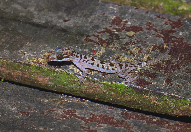 キナバル自然公園の画像5