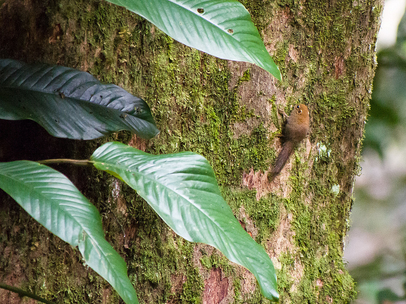 キナバル自然公園の画像8