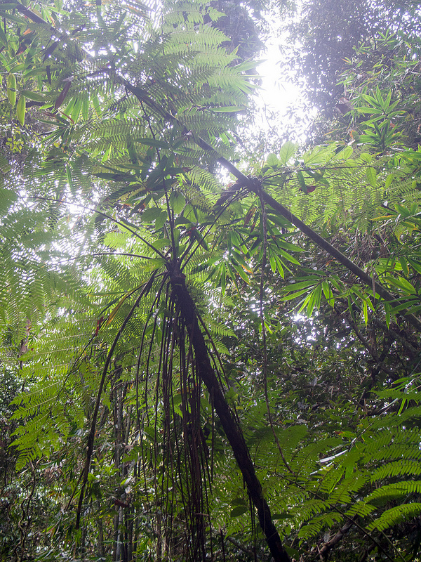 キナバル自然公園の画像9