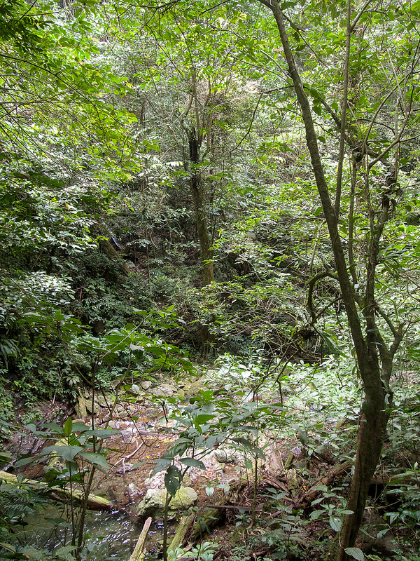 キナバル自然公園の画像12