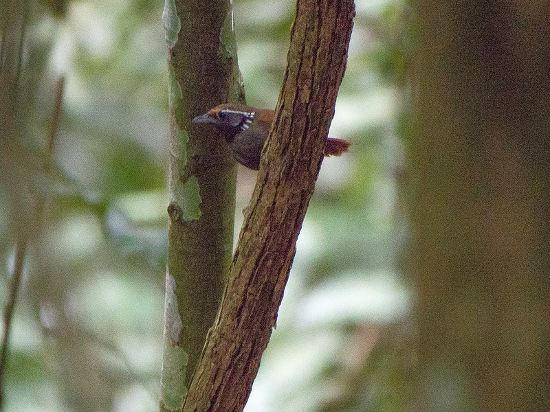 キナバル自然公園の画像16