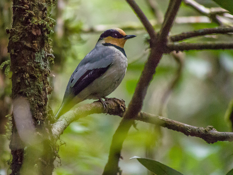 キナバル自然公園の画像19