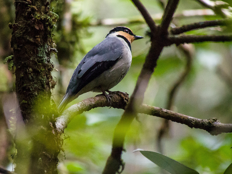 キナバル自然公園の画像20