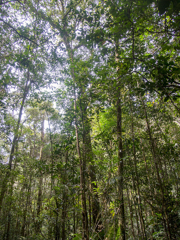 キナバル自然公園の画像22